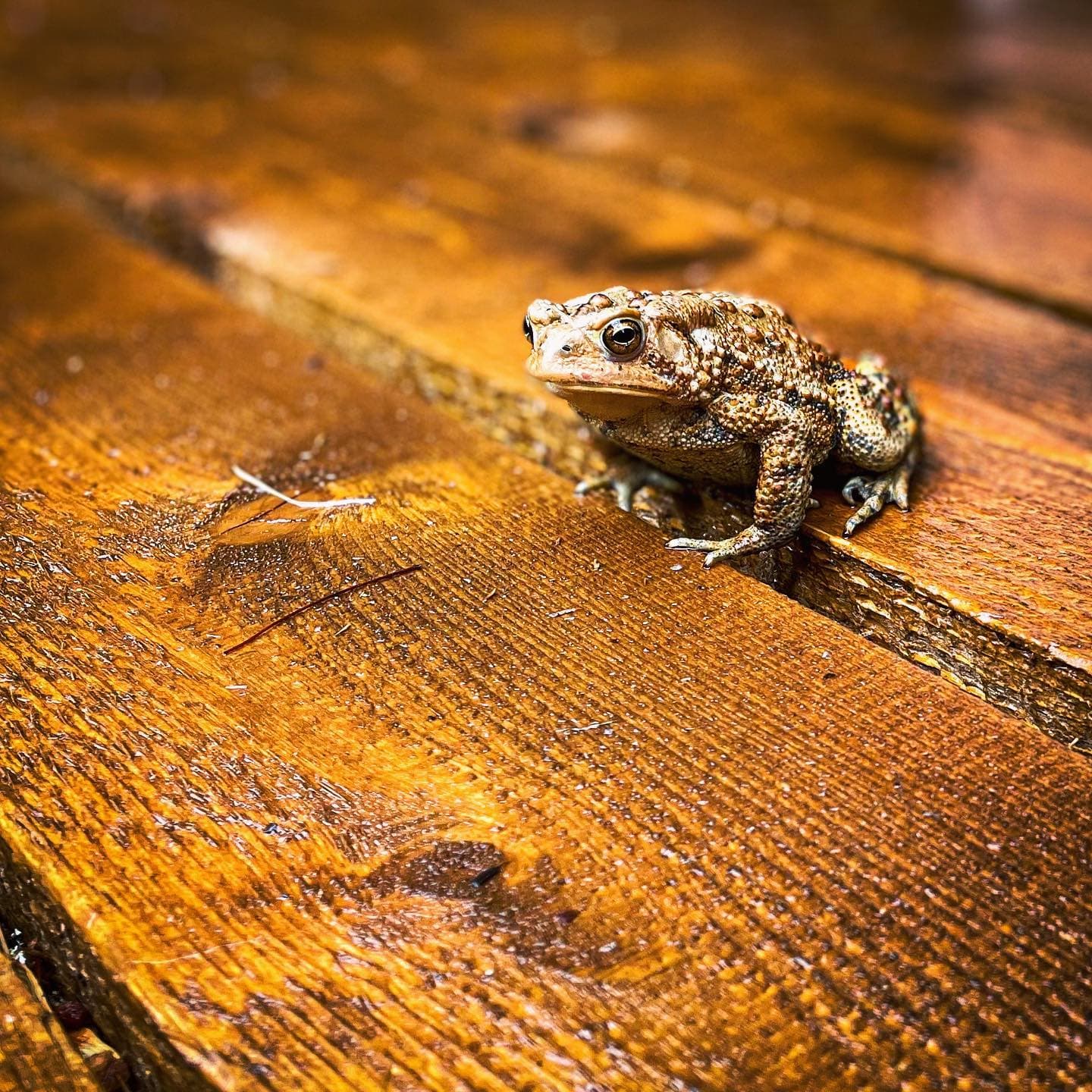 Local Toad