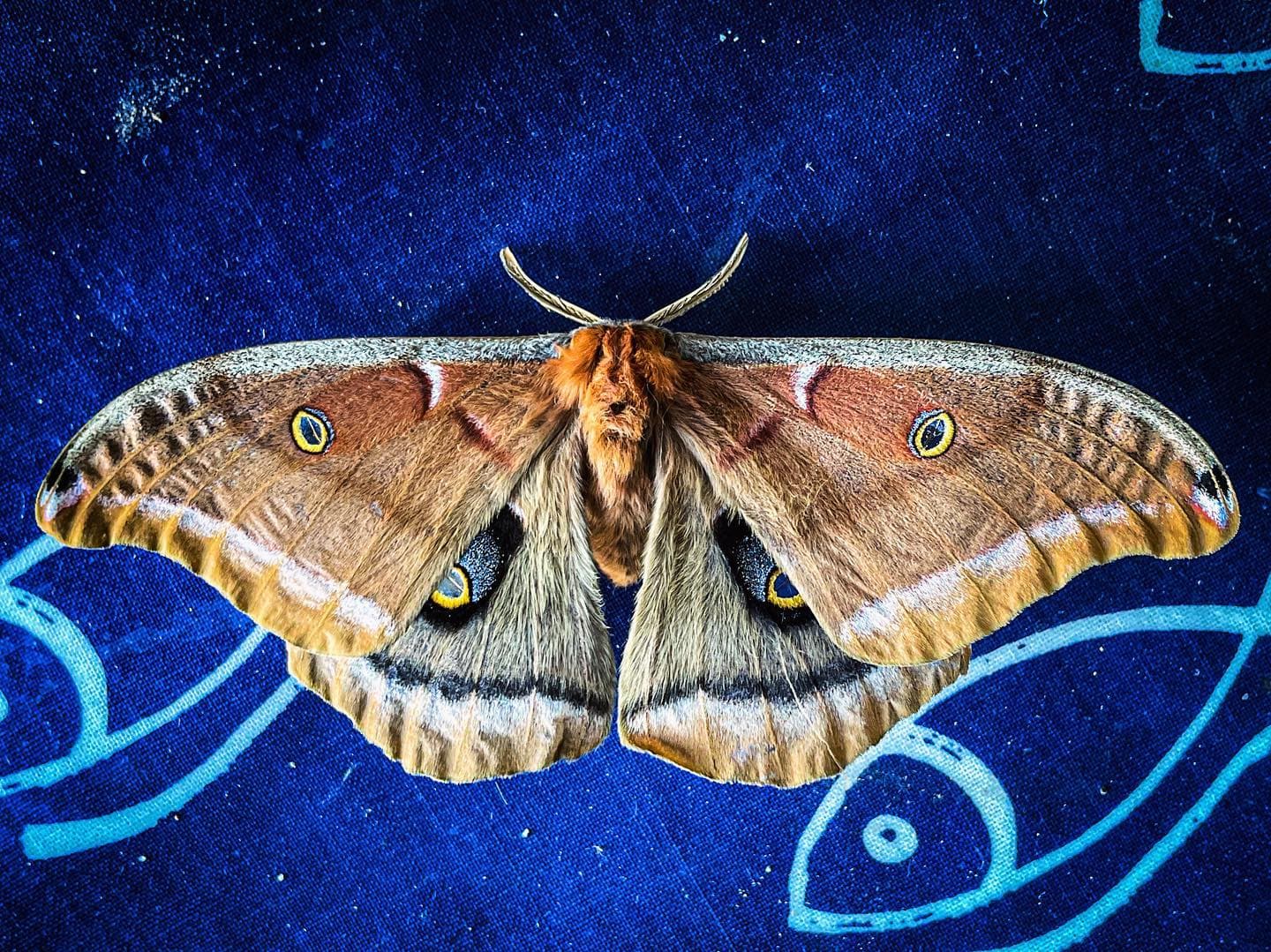 Moth